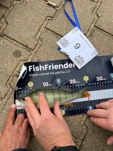 European Perch