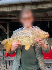 Common Carp