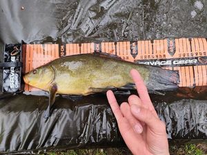 Tench