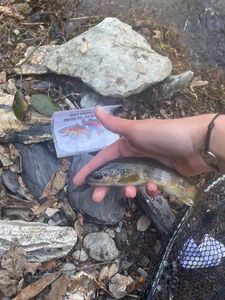 Brown Trout
