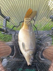 Mirror Carp