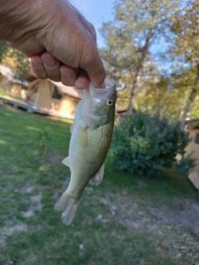 Smallmouth Bass