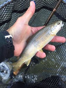 Brown Trout