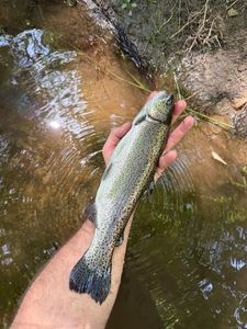Rainbow Trout