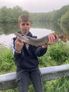 Northern Pike