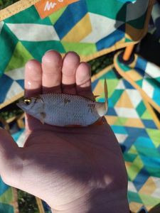 Roach