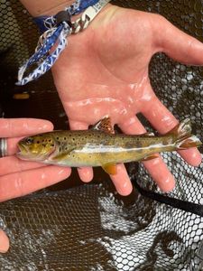 Brown Trout