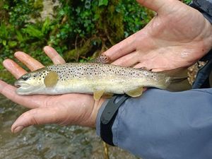 Brown Trout