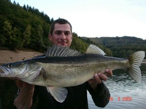 Zander