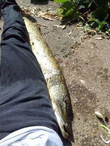 Northern Pike