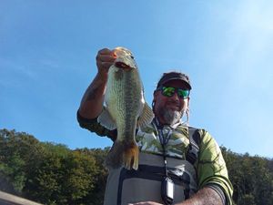Largemouth Bass