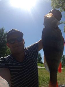 European Perch