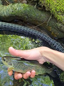 Brown Trout