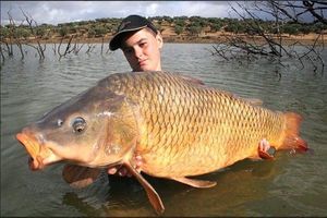 Common Carp