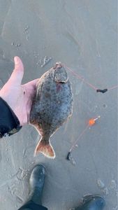 European Flounder