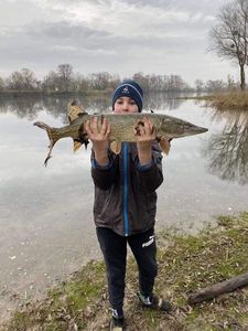 Northern Pike