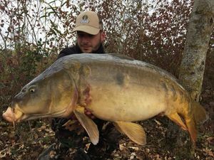 Mirror Carp