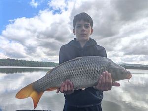 Common Carp