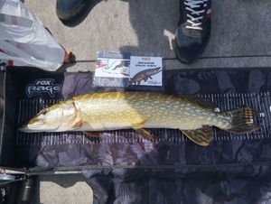 Northern Pike