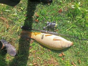 Mirror Carp