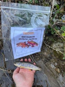 Brown Trout