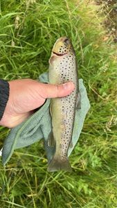 Brown Trout