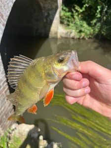 European Perch