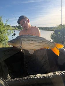 Common Carp