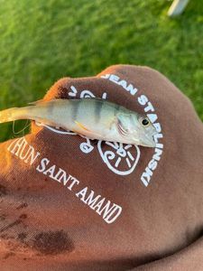 European Perch