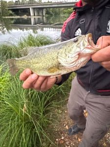 Largemouth Bass