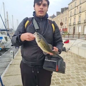 Largemouth Bass