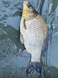 Crucian Carp
