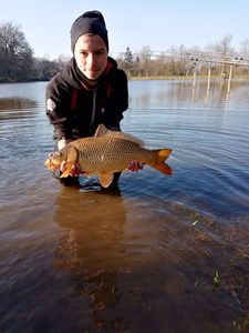 Common Carp
