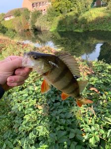 European Perch