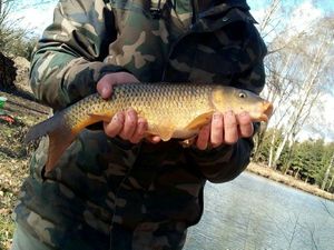 Common Carp