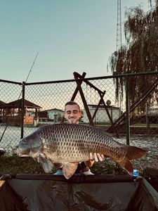 Common Carp