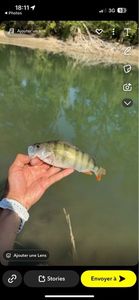 European Perch