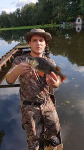 European Perch