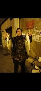 European Bass (Seabass)