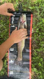 Rainbow Trout