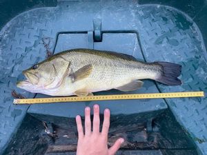 Largemouth Bass