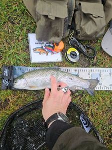 Rainbow Trout