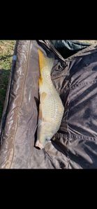 Leather Carp