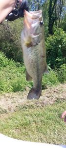 Largemouth Bass