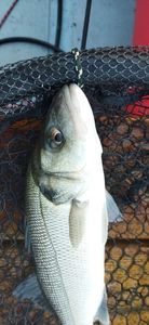 European Bass (Seabass)