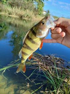 European Perch