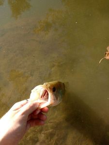 Smallmouth Bass