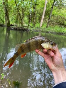 European Perch