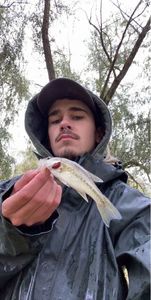 Largemouth Bass