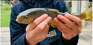 Brown Trout